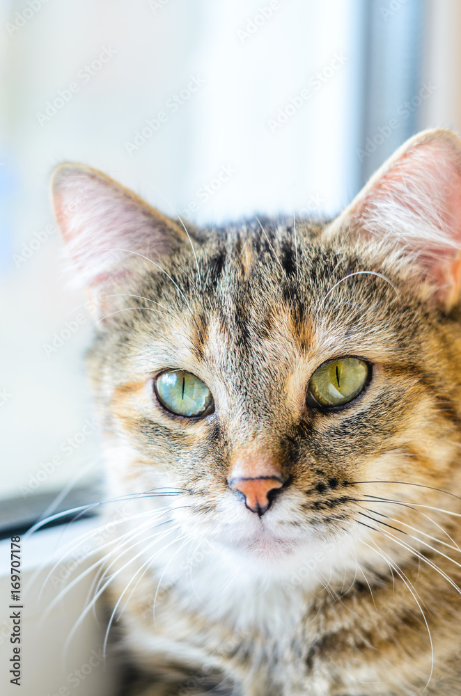Portrait of a domestic cat near the white window. A cat with a serious look close-up