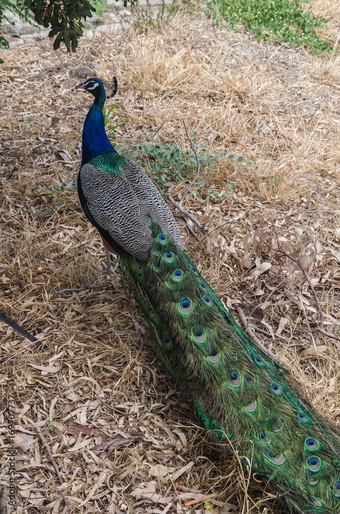Naklejka premium Peacock at the wild