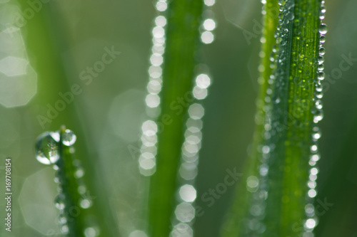 waterdrops on a leaf