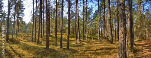 Fototapeta Naklejka Na Ścianę i Meble -  Pine forest