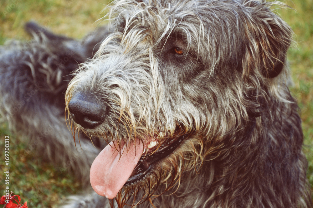 Portrait of beautiful grey Irish wolfhound dog posing in the garden. Close up of happy gray and black dog Portrait of beautiful grey Irish wolfhound dog posing in the garden. Close up of happy gray and black dog
