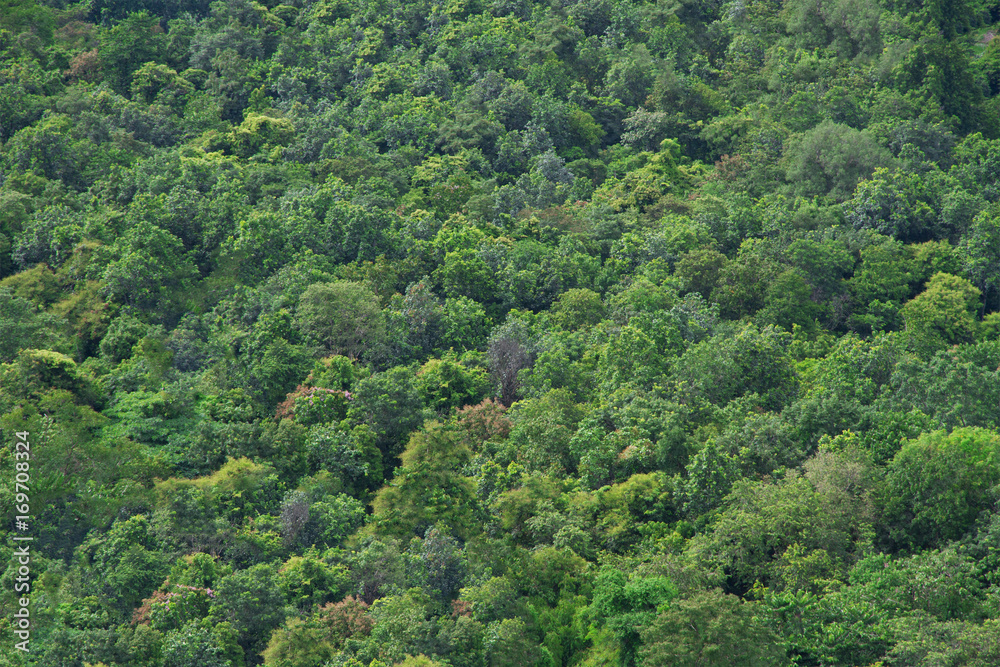 Closeup Mountain green tree leaf landscape background Closeup Mountain green tree leaf landscape background