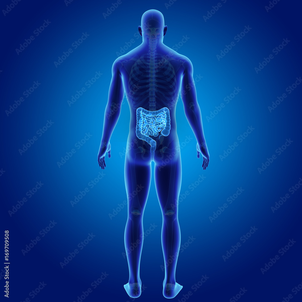 Intestine with skeleton posterior view Intestine with skeleton posterior view