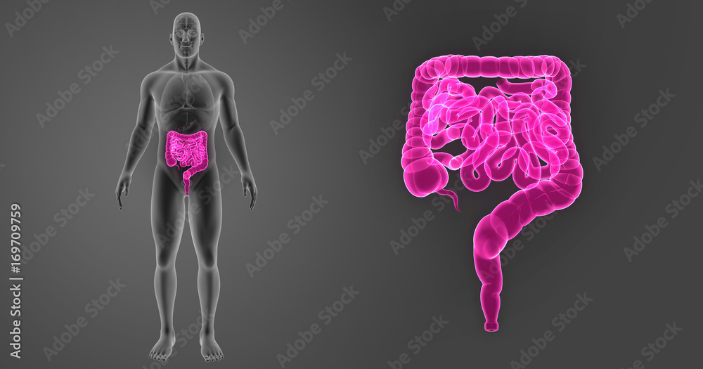Intestine zoom with organs anterior view Intestine zoom with organs anterior view
