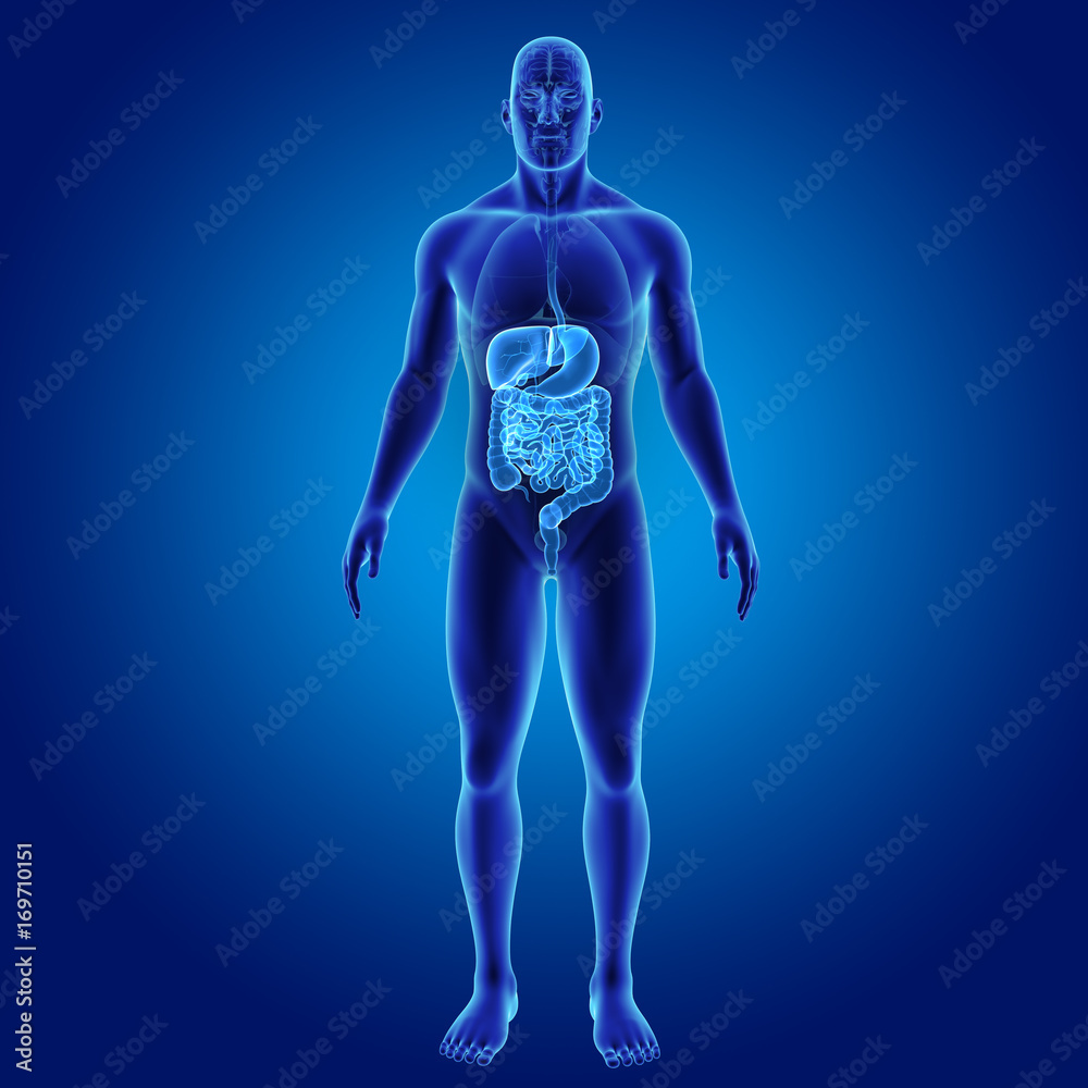 Digestive system with organs anterior view Digestive system with organs anterior view