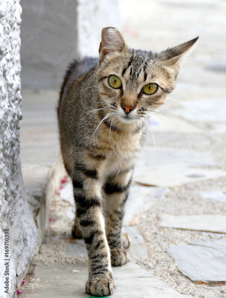 Streunende Katze in Spanien 
