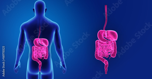 Digestive system zoom with body posterior view