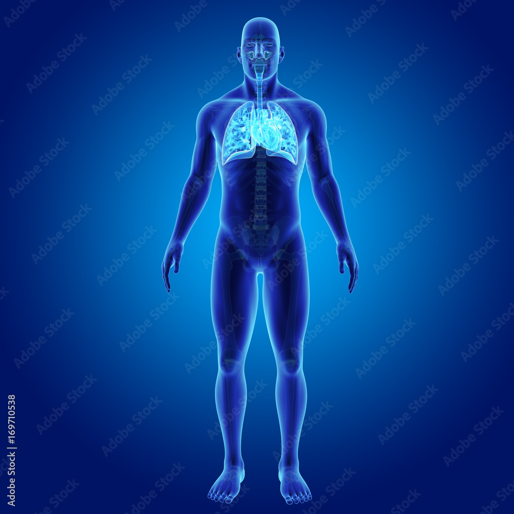 Lungs and Heart with skeleton anterior view Lungs and Heart with skeleton anterior view