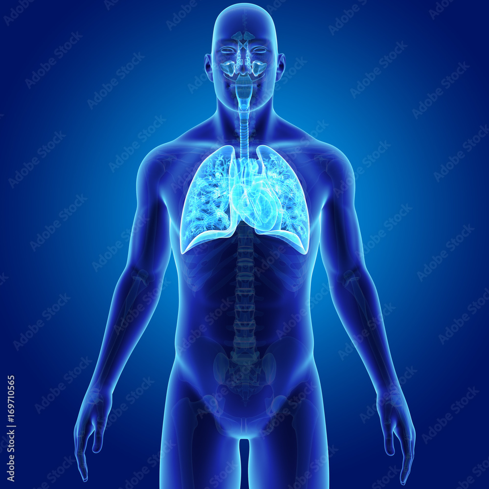 Lungs and Heart with skeleton anterior view Lungs and Heart with skeleton anterior view