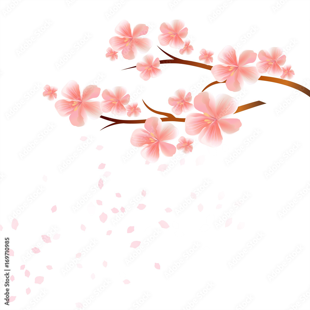 Branches of Sakura with Pink flowers and flying petals isolated on White background. Apple-tree flowers. Cherry blossom. Vector