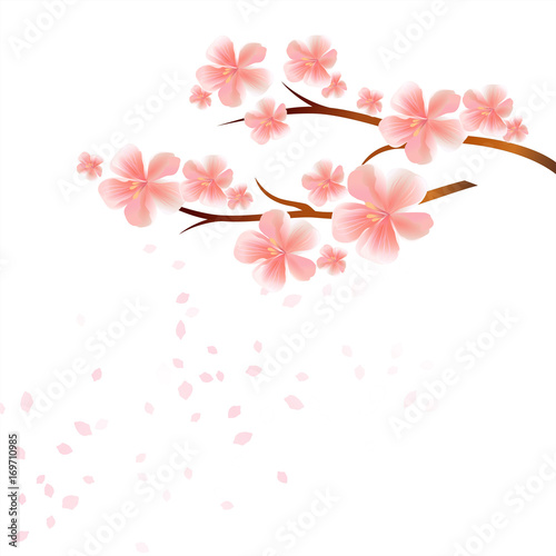 Branches of Sakura with Pink flowers and flying petals isolated on White background. Apple-tree flowers. Cherry blossom. Vector