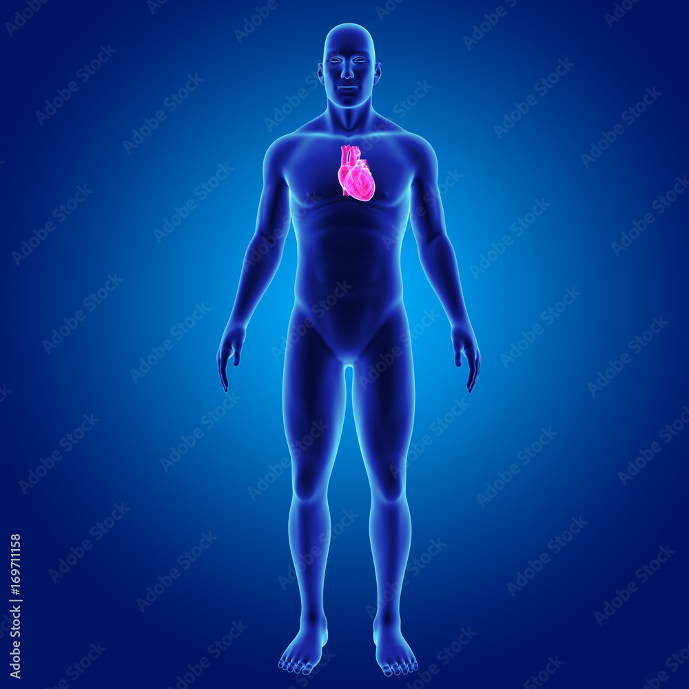Heart with body anterior view Heart with body anterior view