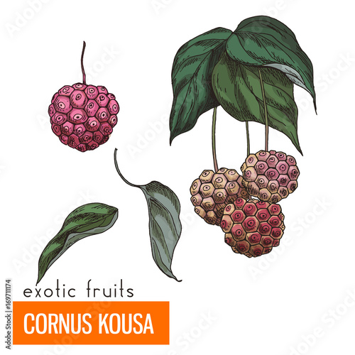 Cornus Kousa. Color vector illustration.