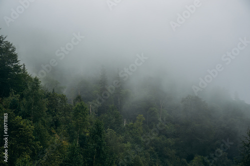 Misty Forest Mountain Nature Background in North Caucasus