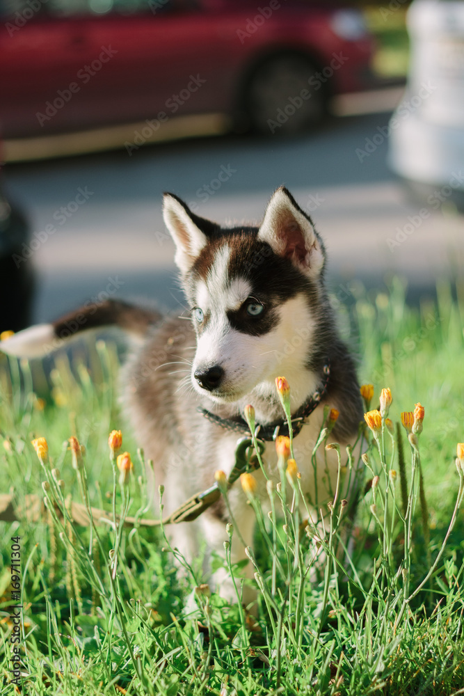 Little husky dog puppy on walk Little husky dog puppy on walk