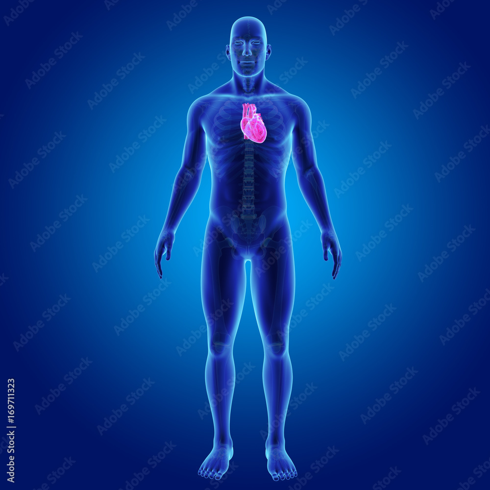 Heart with skeleton anterior view Heart with skeleton anterior view