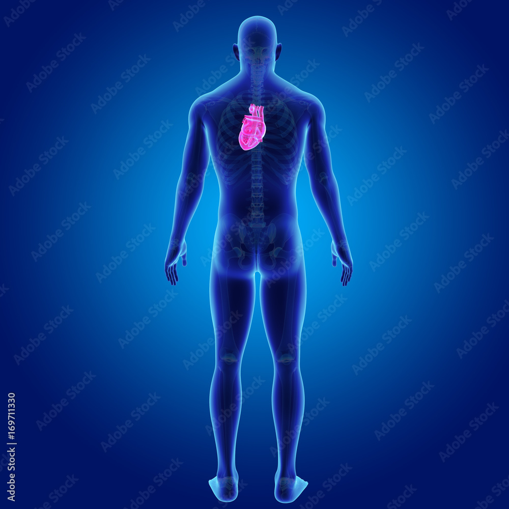Heart with skeleton posterior view Heart with skeleton posterior view