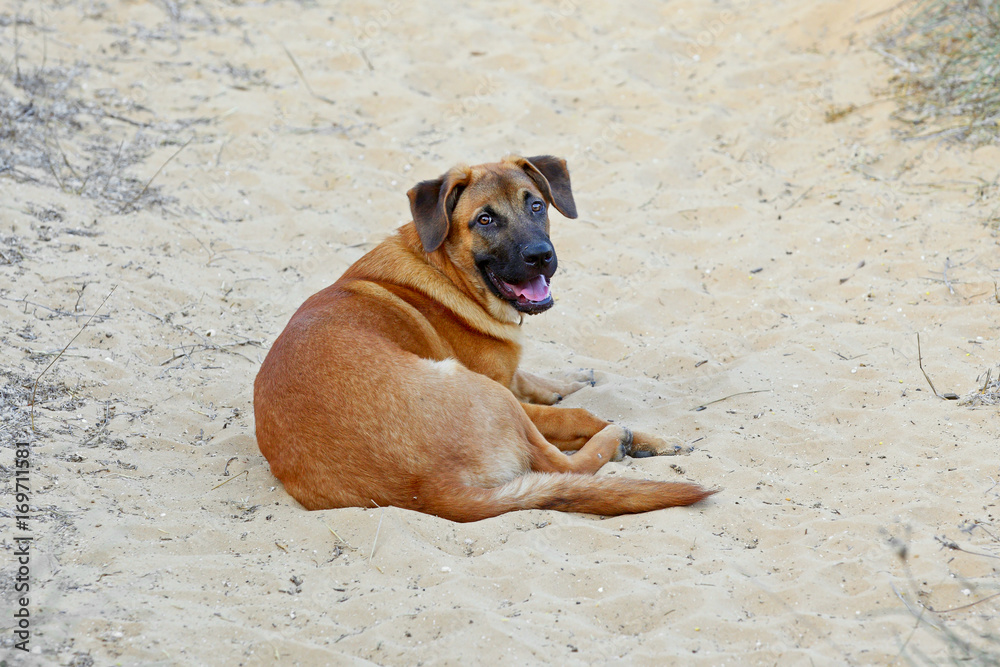 dog on the sand