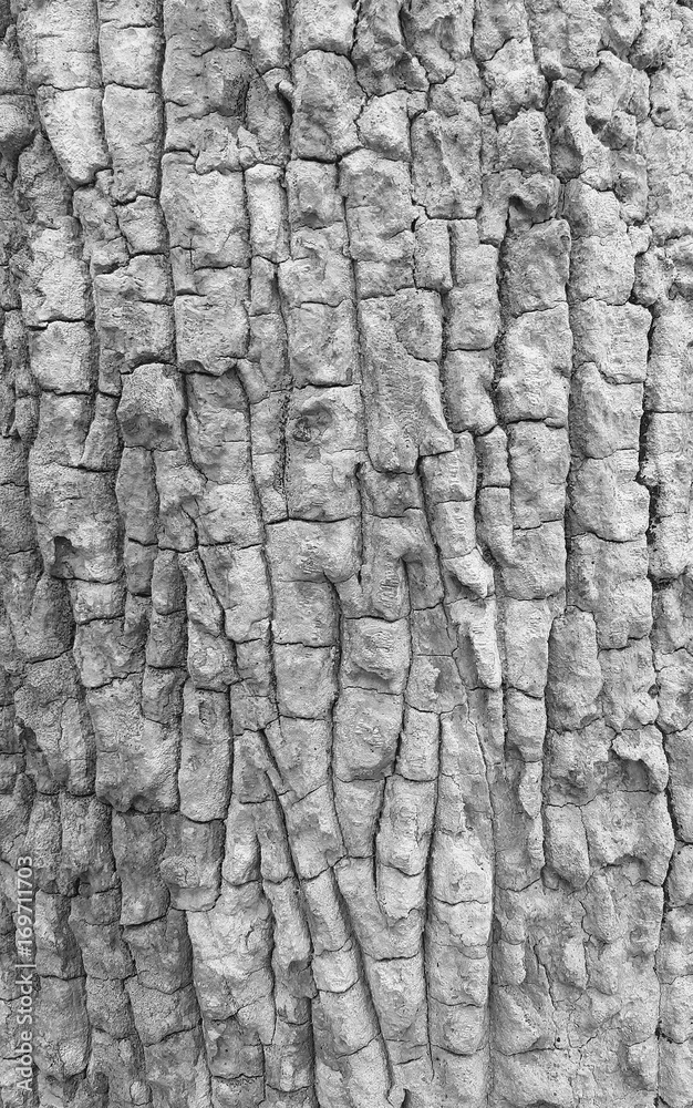 Close up of wood texture background in black and white Close up of wood texture background in black and white