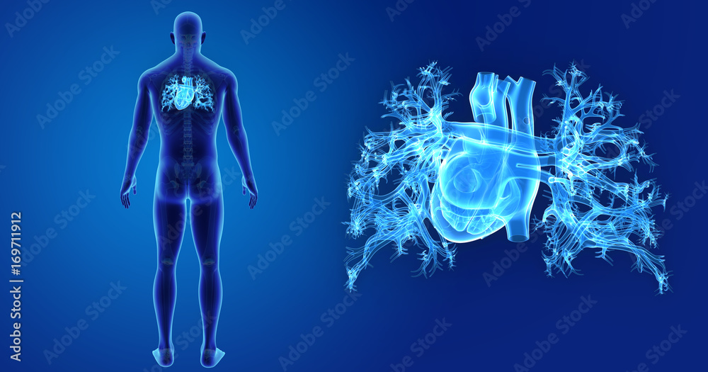 Heart zoom with skeleton posterior view Heart zoom with skeleton posterior view
