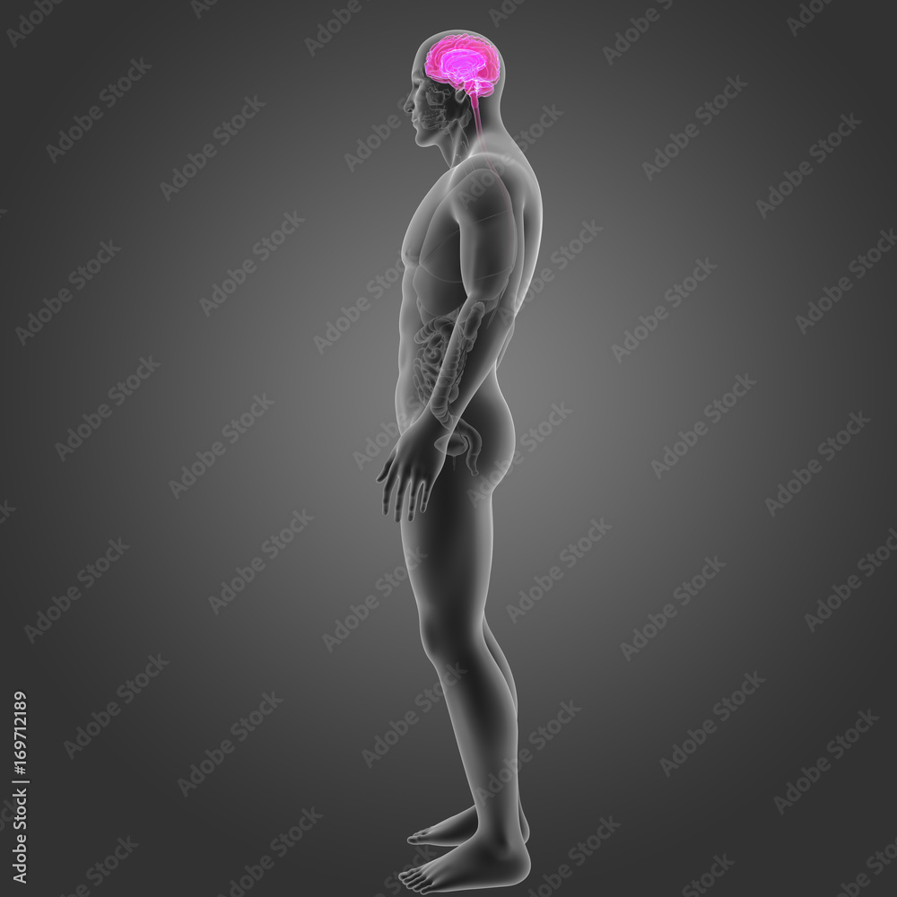 Brain with organs lateral view Brain with organs lateral view