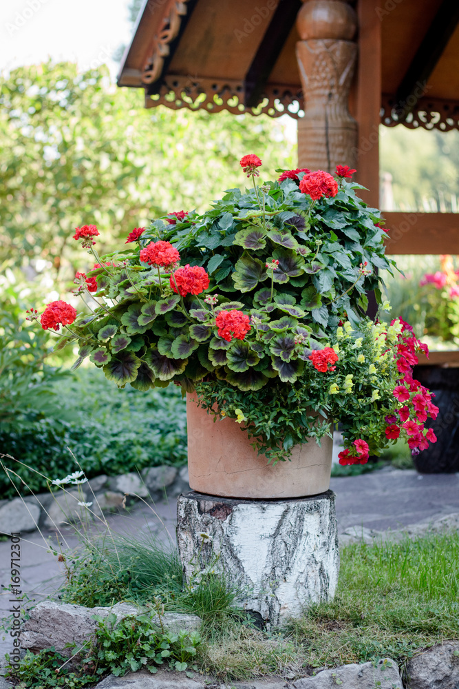 Fototapeta premium Flowerbed of pelargonium or geranium