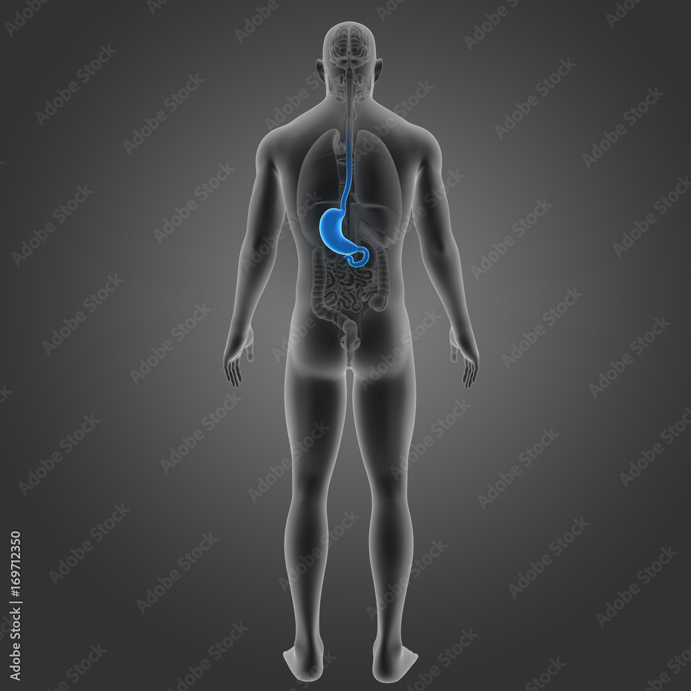 Stomach with organs posterior view Stomach with organs posterior view