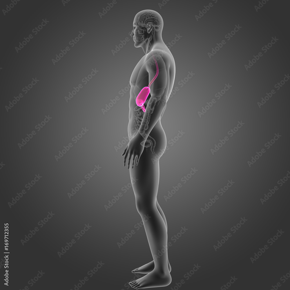 Stomach with organs lateral view Stomach with organs lateral view