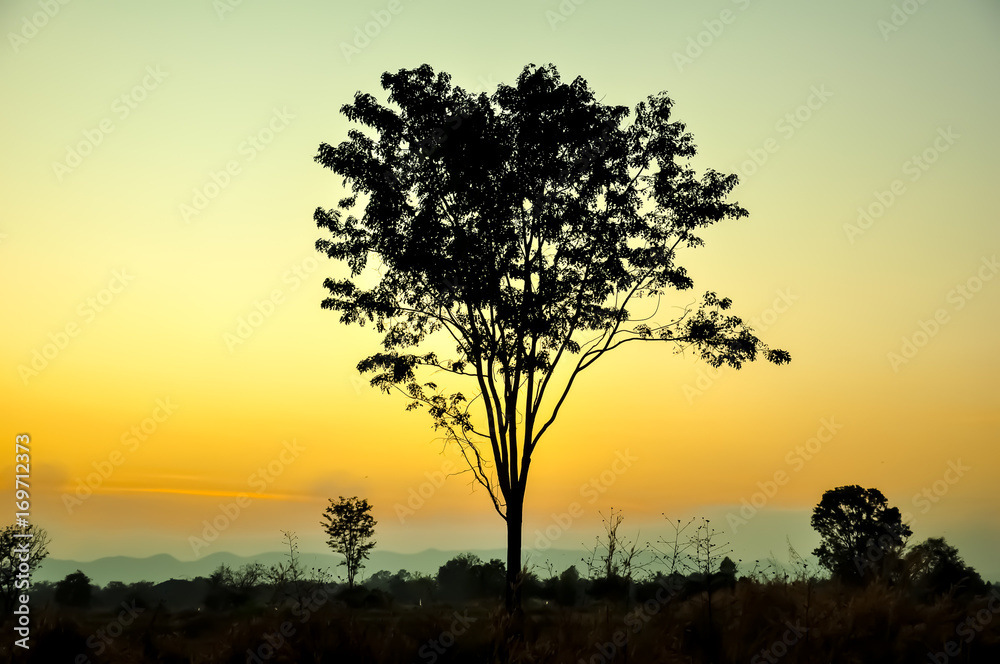 Evening light on the trees look like loneliness Evening light on the trees look like loneliness