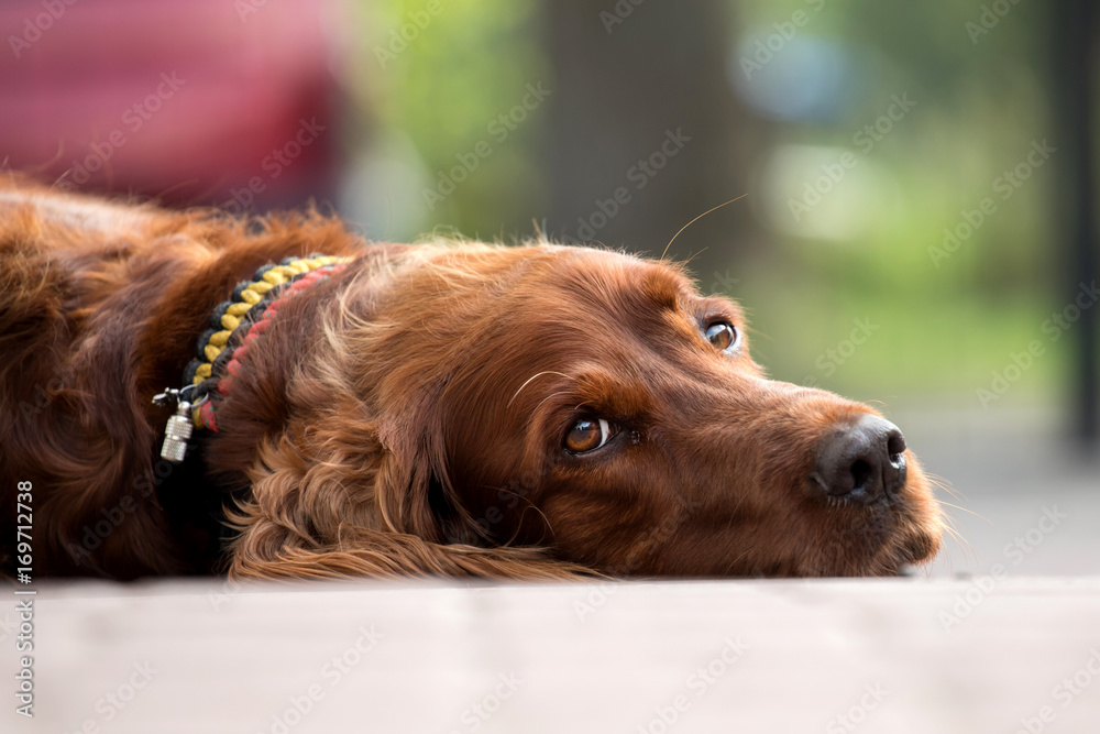 sleeping setter dog
sleeping setter dog