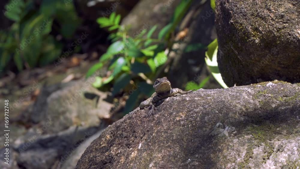 Lizard at Sugar Loaf Mountain. Rio de Janeiro Brazil.