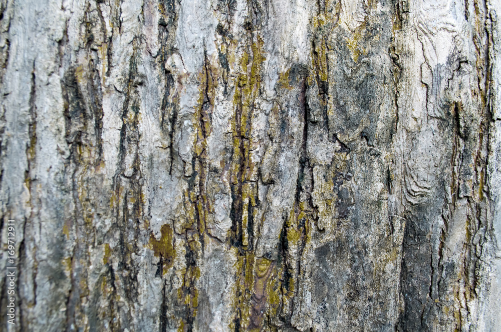 Obraz premium bark texture of old tree
