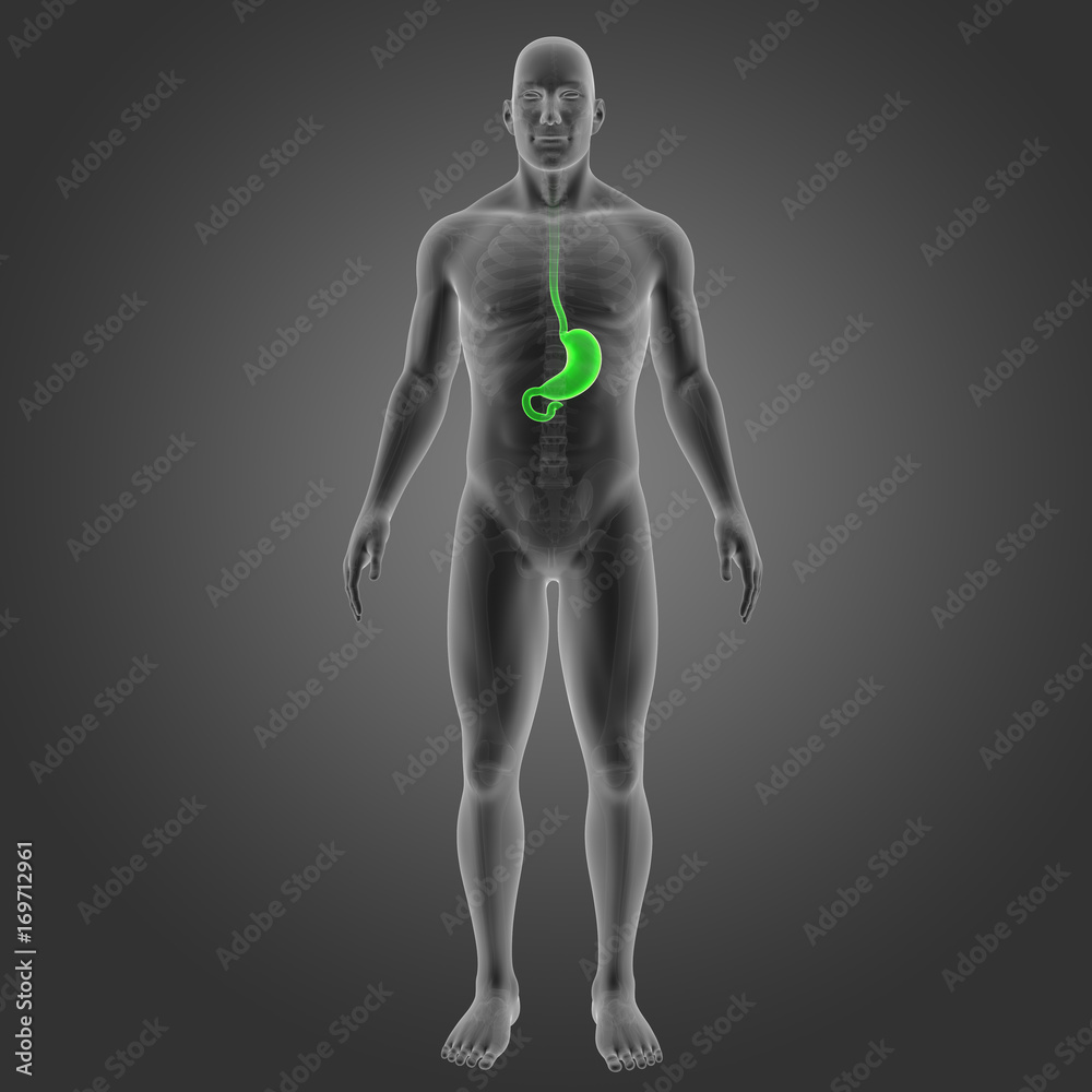 Stomach with skeleton anterior view Stomach with skeleton anterior view