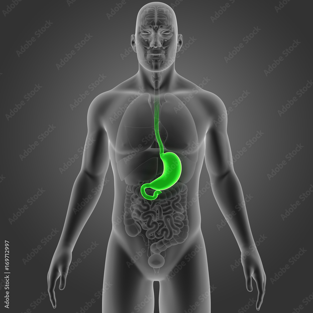 Stomach with organs anterior view Stomach with organs anterior view