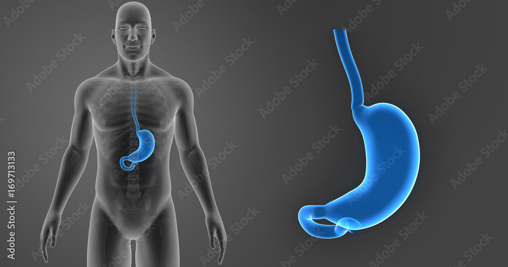 Stomach zoom with skeleton anterior view Stomach zoom with skeleton anterior view