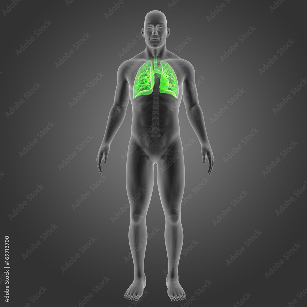 Lungs with skeleton anterior view