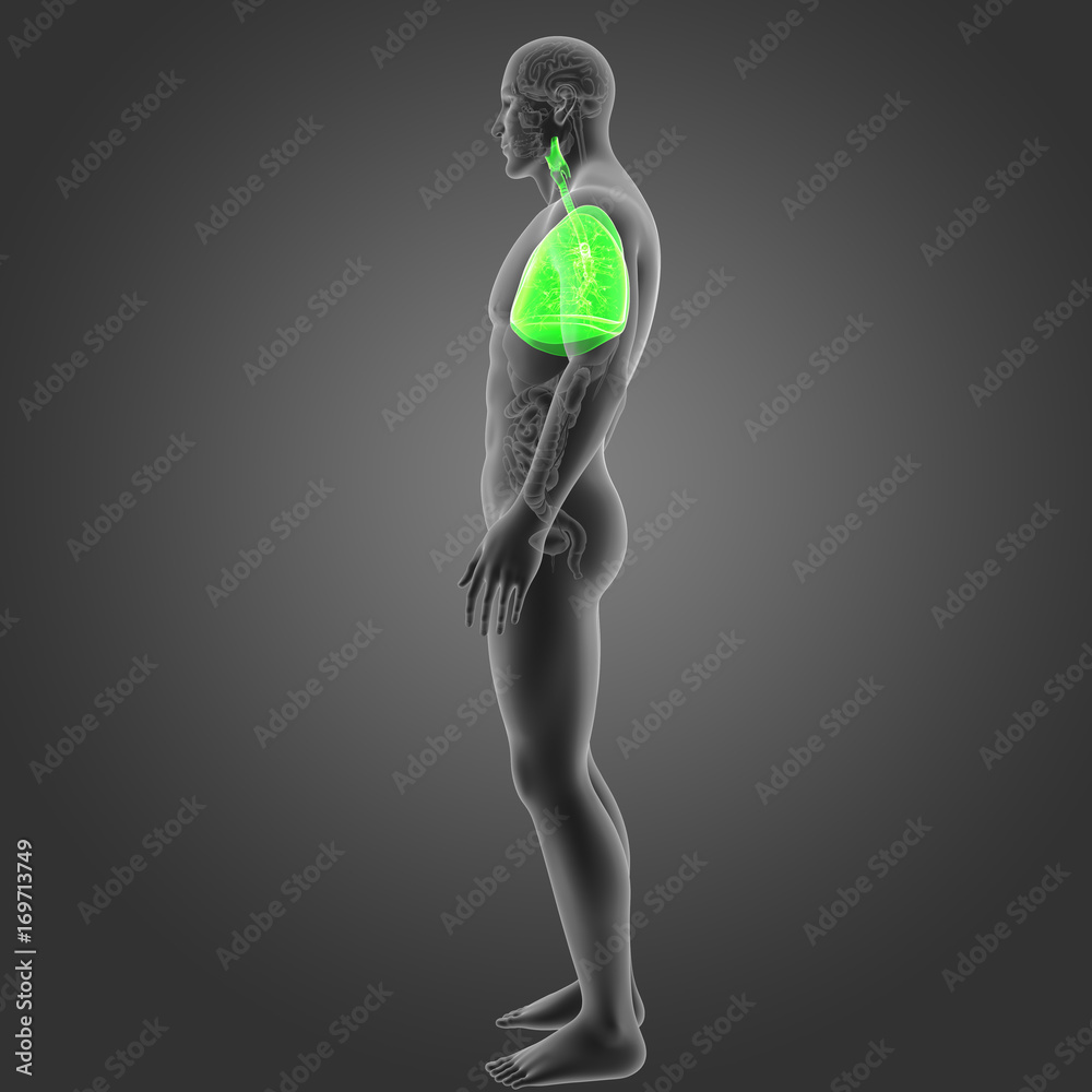 Lungs with organs lateral view Lungs with organs lateral view