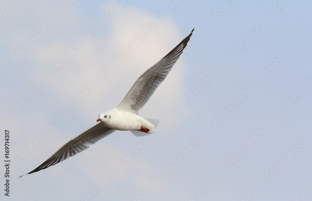 Obraz premium seagull flying in the blue sky.