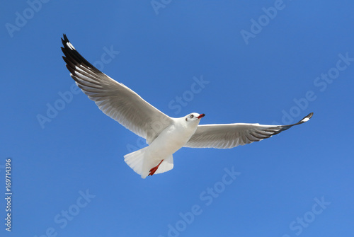 seagull flying in the blue sky.