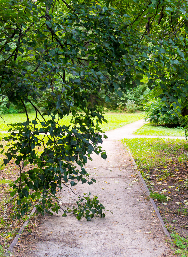 path in the summer park. background, nature.
