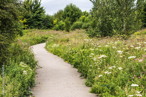 wild flower path