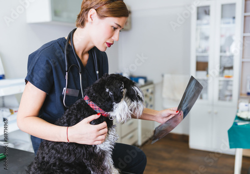 Veterinarian sitting next to dog and looking at x ray image of dog. 