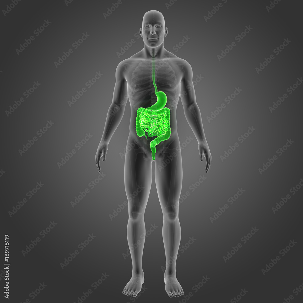 Stomach and intestine with skeleton anterior view