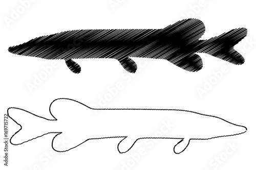 pike silhouette vector, (Esox lucius), 