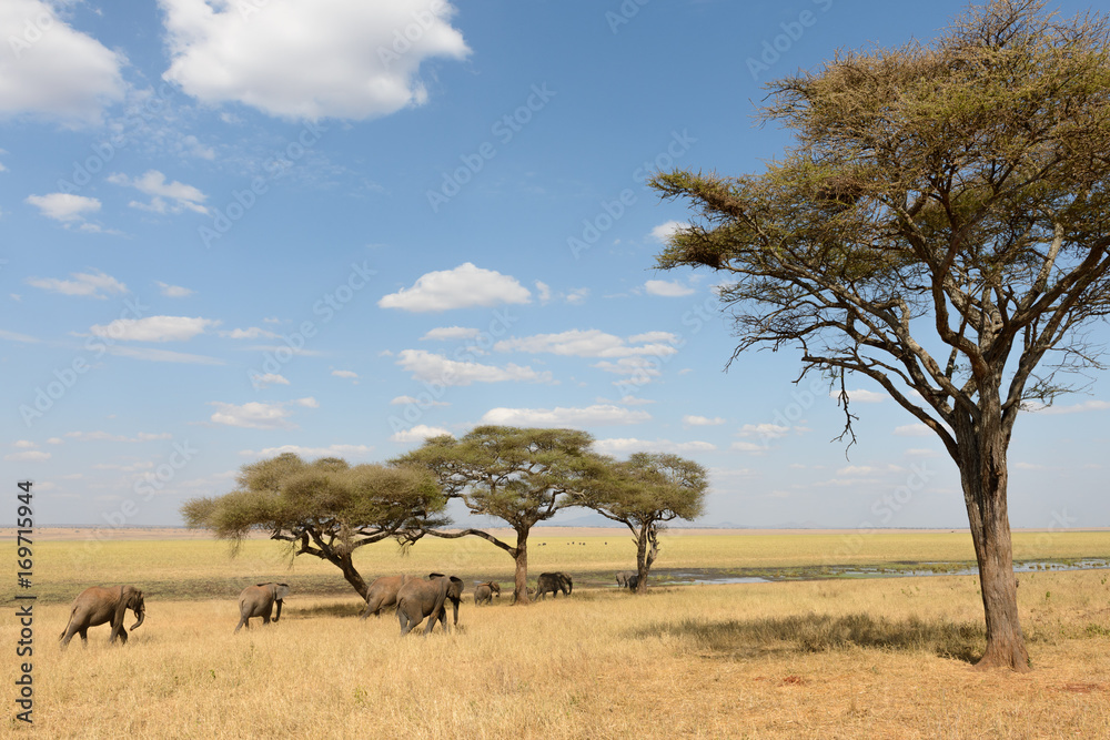 Elefanten ziehen durch die Steppe unter Akazienbäumen in der Serengeti, Ostafrika - obrazy, fototapety, plakaty 