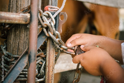 Rural children fed cattle and brought cattle into the shelter and door locks firmly to prevent thieves from stealing cattle.