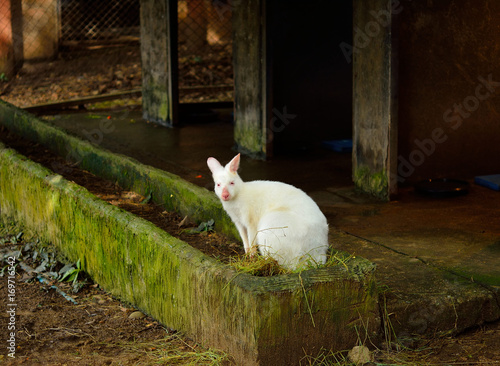 albino wallaby photo