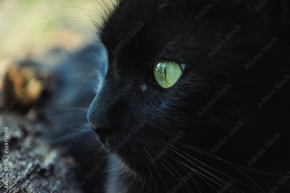 Portrait of thick long hair black Chantilly Tiffany cat relaxing in the garden. Close up of fat tomcat with stunning big green eyes sitting at home. Tom cat lying in garden