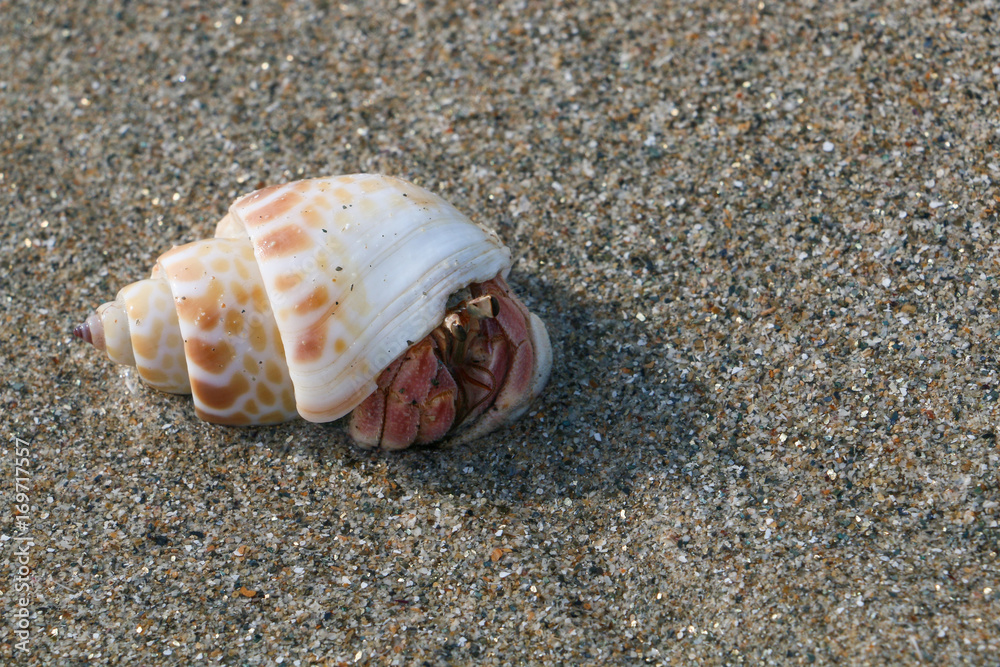 sea shell creature sea shell creature