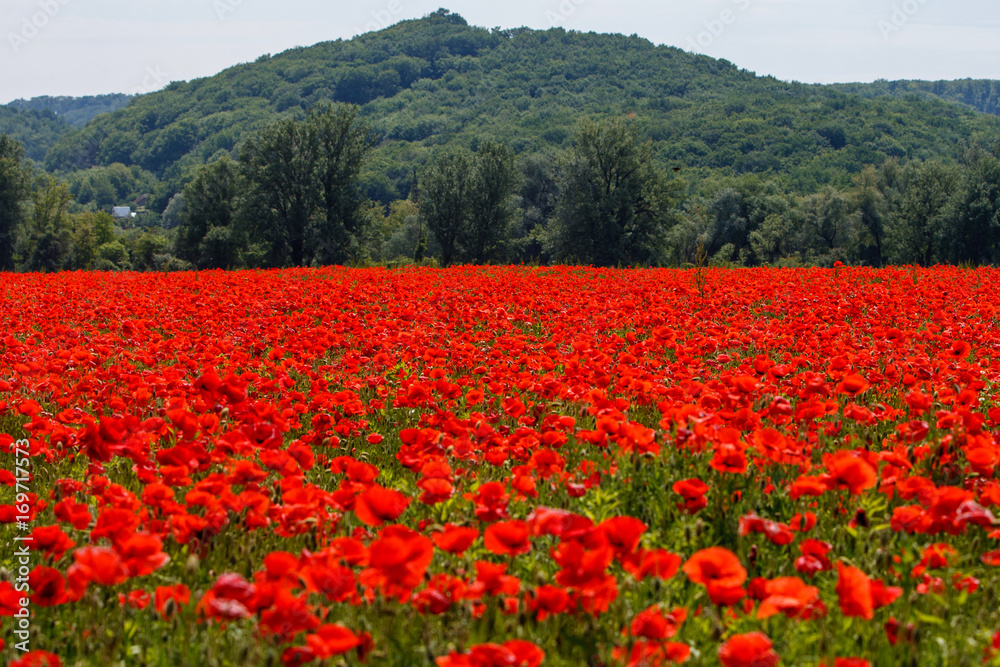 Poppy field near Uzhgorod, Transcarpathia, Ukraine